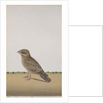 A Common Indian Nightjar, c.1780 by Indian School