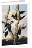 Ivory-billed Woodpeckers, c.1830-31 by Joseph Bartholomew Kidd