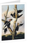 Ivory-billed Woodpeckers, c.1830-31 by Joseph Bartholomew Kidd