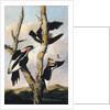 Ivory-billed Woodpeckers, c.1830-31 by Joseph Bartholomew Kidd