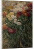 Chrysanthemums in the Garden at Petit-Gennevilliers, 1893 by Gustave Caillebotte