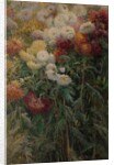 Chrysanthemums in the Garden at Petit-Gennevilliers, 1893 by Gustave Caillebotte