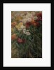 Chrysanthemums in the Garden at Petit-Gennevilliers, 1893 by Gustave Caillebotte