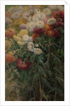Chrysanthemums in the Garden at Petit-Gennevilliers, 1893 by Gustave Caillebotte