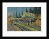 Orchard Bordered by Cypresses, 1888 by Vincent van Gogh