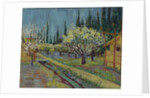 Orchard Bordered by Cypresses, 1888 by Vincent van Gogh