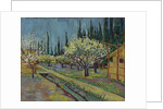 Orchard Bordered by Cypresses, 1888 by Vincent van Gogh