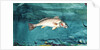 Channel Bass, 1904 by Winslow Homer