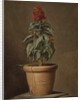 A Potted Plant by Henri Horace Roland de la Porte