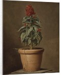 A Potted Plant by Henri Horace Roland de la Porte