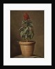 A Potted Plant by Henri Horace Roland de la Porte