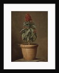 A Potted Plant by Henri Horace Roland de la Porte