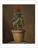 A Potted Plant by Henri Horace Roland de la Porte