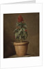 A Potted Plant by Henri Horace Roland de la Porte