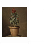 A Potted Plant by Henri Horace Roland de la Porte