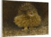 An Eagle Owl, 1905 by Bruno Andreas Liljefors