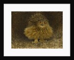 An Eagle Owl, 1905 by Bruno Andreas Liljefors