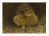 An Eagle Owl, 1905 by Bruno Andreas Liljefors
