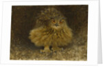An Eagle Owl, 1905 by Bruno Andreas Liljefors