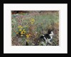 Cat on a flowery meadow, 1887 by Bruno Andreas Liljefors