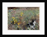 Cat on a flowery meadow, 1887 by Bruno Andreas Liljefors