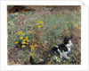 Cat on a flowery meadow, 1887 by Bruno Andreas Liljefors