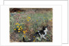 Cat on a flowery meadow, 1887 by Bruno Andreas Liljefors