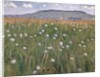 Meadow Piece, c.1901 by Ferdinand Hodler