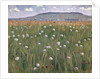 Meadow Piece, c.1901 by Ferdinand Hodler