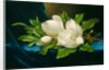 Giant Magnolias on a Blue Velvet Cloth, c.1890 by Martin Johnson Heade