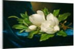 Giant Magnolias on a Blue Velvet Cloth, c.1890 by Martin Johnson Heade