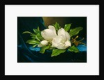 Giant Magnolias on a Blue Velvet Cloth, c.1890 by Martin Johnson Heade
