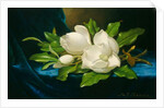 Giant Magnolias on a Blue Velvet Cloth, c.1890 by Martin Johnson Heade