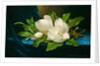 Giant Magnolias on a Blue Velvet Cloth, c.1890 by Martin Johnson Heade