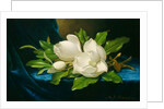 Giant Magnolias on a Blue Velvet Cloth, c.1890 by Martin Johnson Heade