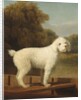 White Poodle in a Punt, c.1780 by George Stubbs