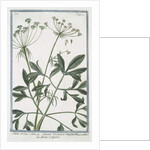 Ammi majus by Giorgio Bonelli