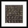 Plate Number 521 by Eadweard Muybridge