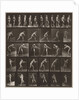 Plate Number 521 by Eadweard Muybridge