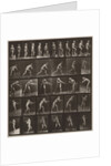 Plate Number 521 by Eadweard Muybridge