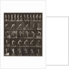 Plate Number 521 by Eadweard Muybridge