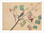 An Orange-Headed Ground Thrush and a Death's-Head Moth on a Purple Ebony Orchid Branch, 1778 by Shaikh Zain ud-Din