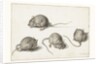 Four studies of a diseased mouse by Jacob II de Gheyn