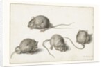 Four studies of a diseased mouse by Jacob II de Gheyn
