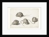 Four studies of a diseased mouse by Jacob II de Gheyn
