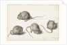 Four studies of a diseased mouse by Jacob II de Gheyn