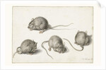 Four studies of a diseased mouse by Jacob II de Gheyn