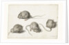 Four studies of a diseased mouse by Jacob II de Gheyn