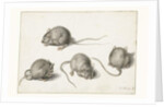 Four studies of a diseased mouse by Jacob II de Gheyn