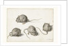Four studies of a diseased mouse by Jacob II de Gheyn